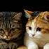 Two Cats And A Mouse