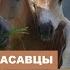 Красавцы Дафна Дю Морье Аудиокнига Читает Александр Воробьев