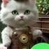 My Love Cat Calling Meow Ring Tone Calling Ringtone Ring Meow Catringtone