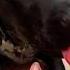 Bear Eats Watermelon Asmr Dog Puppy