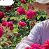 In Yunnan Roses Are Not Just A Symbol Of Romance They Are A Real Delicious Part Of Everyday Life