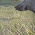 Bow Hunting Wild Hogs WESTERN STYLE 2 Perfect Shots