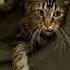BOOM BOOM BOOM See Rogi ZOOM Shorts Funny Cat