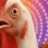 J Geco Chicken Song Roosters Dancing Video 2025 LIVE