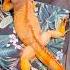 That Life Reptile Iguana Lizard Orange Pet Animalfriend