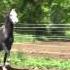 EL ZAHABI ATTAR Straight Egyptian 4yr Old Stallion