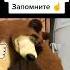 машаимедведь