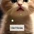 Grumpy Kitten Wants Chocolate Funnycats Trending Kitten Cutecat