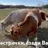 Наши пропажи жизньвдеревне якутия кфх деревенскаяжизнь ферма фермерскоехозяйство фермер коровы
