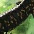 А теперь Клара покажи как ты умеешь кушать Salamandra Crespoi