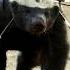 Why Honey Badgers Don T Care