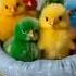 Colorful Chicks Chirping Baby Chicken Colorfulchick Cuteanimals Birds Youtubeshorts