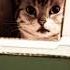 Boris Brejcha Kittys Journey