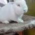 Cici Bir Annemiz Istanbul Kelebek Rabbit Tavşan Velikan Hayvanlar Koç Hayvanlaralemi