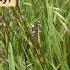 Dianella Revoluta Australian Native Grass