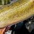 Walleye Fishing At Its BEST 2025 AIM Championship Superior WI