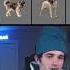 We Found Out Which Dogs Have The STRONGEST Bites