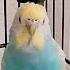 Music музыка попугай волнистик Birds милота Budgies Pets Cute Parrot Youtubeshorts Like