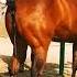 Horse Equestrian Animals Cowboys Automobile Meeting Hoursepower Shortvideo