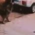 Lakukan Ini Jika Dikejar Anjing