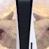 Cat MEOW But Game Console Startups