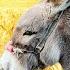 Village Lifestyle Iran Amazing Cooking Donkey Riding