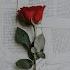 Love Speed Up