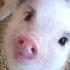 Mini Pig A Cute Micro Pig Videos Compilation 2016 NEW HD