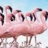Life Of The Bird