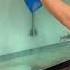 Buying SUPER RARE Aquarium FISH 500