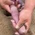China S Strange Worm