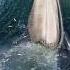Top 5 Whale Scenes BBC Earth