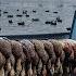 BLACK DUCKS GALORE Backup Plan Turned Into A Banger Walk In Duck Hunt