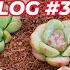 WHERE TO KEEP NEW SUCCULENTS VLOG 322 Growing Succulents With LizK