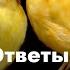 Ответы на вопросы Канарейки