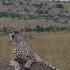 Wildlife Sightings Today 16 08 22 Lions Cheetah Etc Lalashe Maasai Mara Shortsafrica