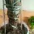 Driftwood Clasping Ficus Bonsaimaking Shortsvideo Bonsai Bonsayistakuno