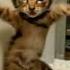 VROOM Cat Original
