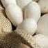 Snake Eggs Viral Shorts Krizparcon