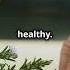 How To Grow Rosemary At Home