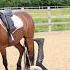 Ivy S Been Keeping A Secret NEW VLOG Click To Watch Horse Equestrian Pony Horsegirl Jump