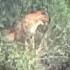 SPOTTED Mysterious Animal Appears To Roam The Hills Above UH Manoa