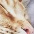 Cat Purring Sounds 528 Hz Healing Music Stress Relief Relaxation Deep Sleep Music