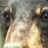 Black Bear Invasion Full Episode America The Wild Nat Geo Animals