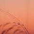 Solstice I Judah Earl The Purple Kite Music Cinematic Rest