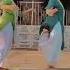DHOLIDA Gangubai Kathiawadi Aliabhatt Dholida Dance Reels Newtoyou
