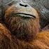 A Rare Look At The Secret Life Of Orangutans Short Film Showcase