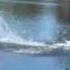 Genesis Rc Boat 7s Run