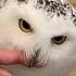 Owl Core Funny Funnyanimal