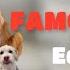 A Day In The Life Of One Of The Worlds Most Famous Dogs